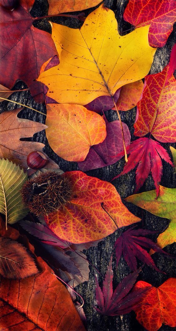 Even if you are not fond of autumn, this collection of fall iPhone wallpaper photos will give you more reasons to like this time of the year! Great Autumn Backgrounds for your smartphone. Get inspiration from your smartphone backgrounds with beautiful landscapes. #wallpaper #fall #landscape #autumn #photography #backgrounds #nature #naturephotography #iphone #samsung Iphone Wallpaper Herbst, Flor Iphone Wallpaper, Autumn Phone Wallpaper, Nature Wallpaper, Iphone Wallpapers, Red Wallpaper, Wallpaper Ideas, Iphone Backgrounds, Wallpaper Awesome