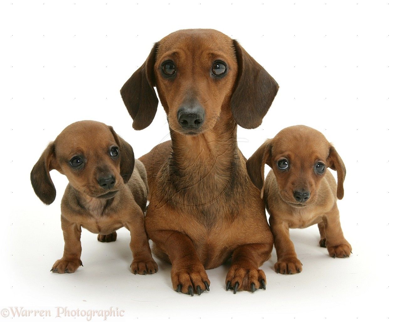 Dachshund Puppies Wp09697 Dachshund Mother And Puppies