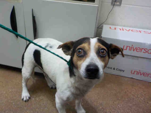 Rat Cha Dog For Adoption In Temple Tx Adn 407654 On Puppyfinder