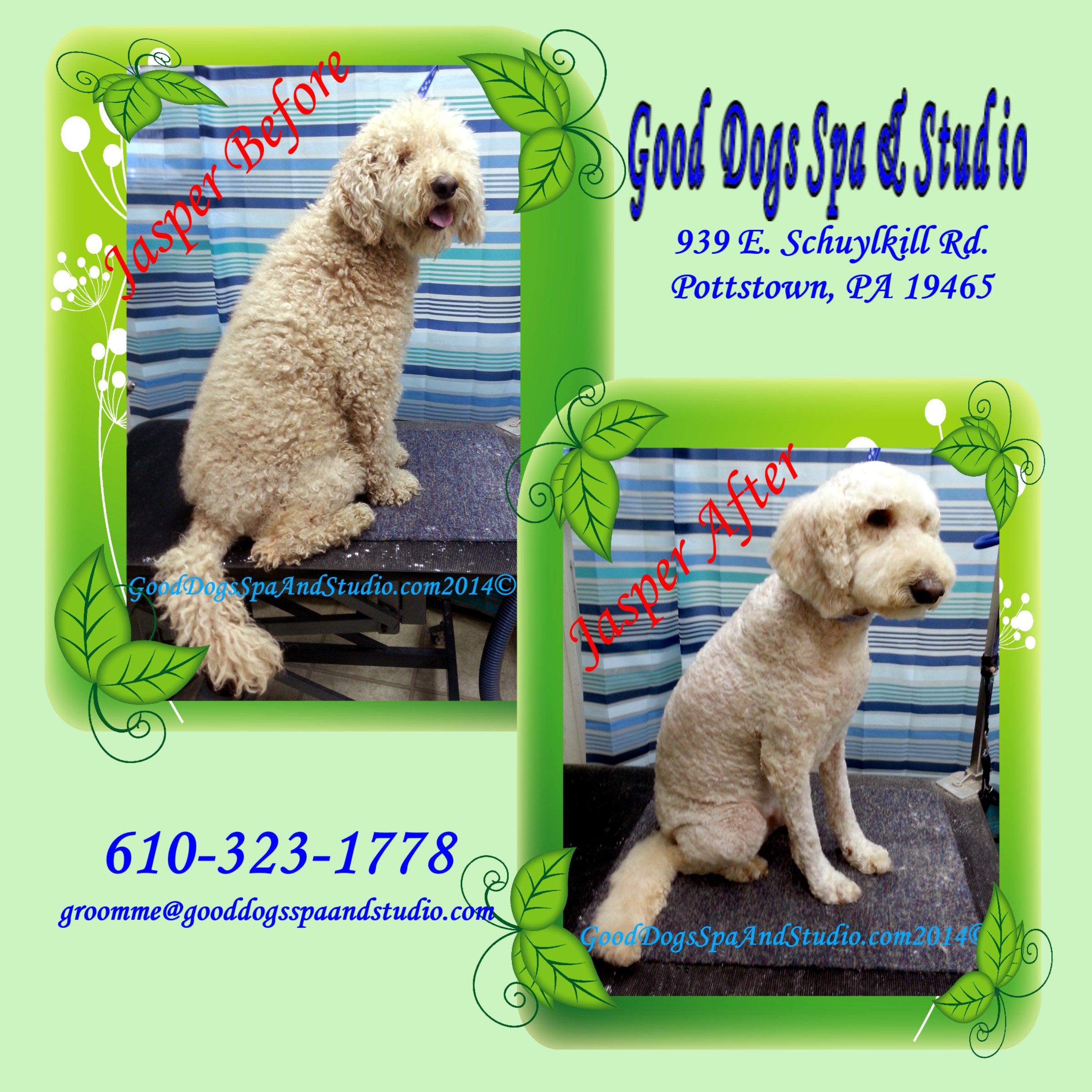 Jasper S Before And After A Matted Pet Groom Good Dogs Spa