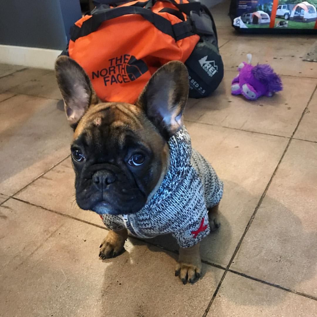Pin By Aisha Davenport On Frenchies Cute French Bulldog