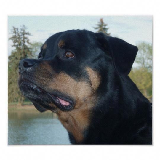 Everything We Like About The Loyal Rottweiler Puppy Rottweilermom