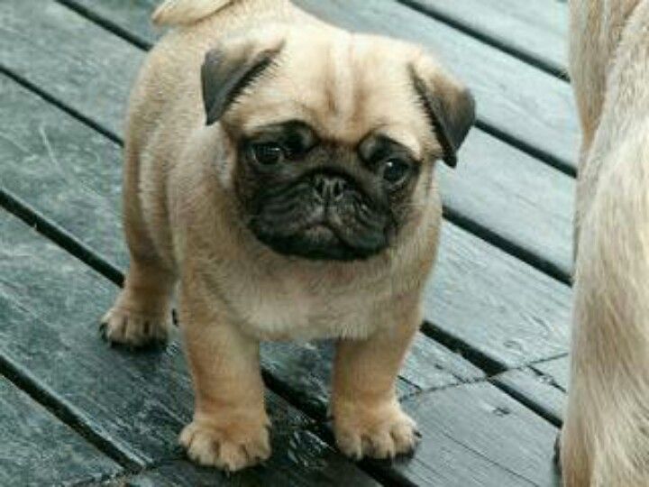 It Is So Cuuuuuttttteeeeee I Ak Gonna Crt It Is Adorable