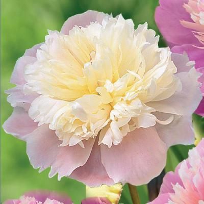 2 Eye To 3 Lady Alexandra Duff Peony Bulb 20000135 The Home 2 Eye To 3 Lady Alexandra Duff Peony Bulb 20000135 The Home Depot