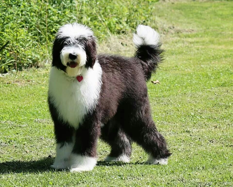 Sheepadoodle Panda 6 And A Half Months Weighs 51 Pounds Follow Panda On Sheepadoodle Panda 6 And A Half Months Weighs 51 Pounds Follow Panda On