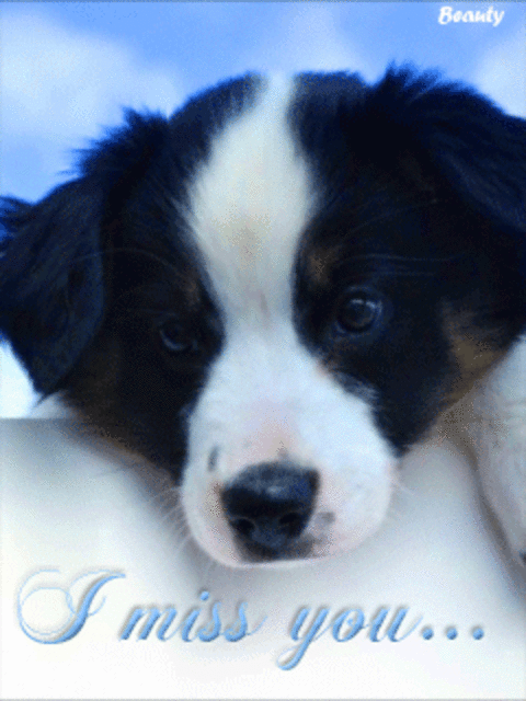 Puppy Love Puppy Lve Gif Pinterest Dogs