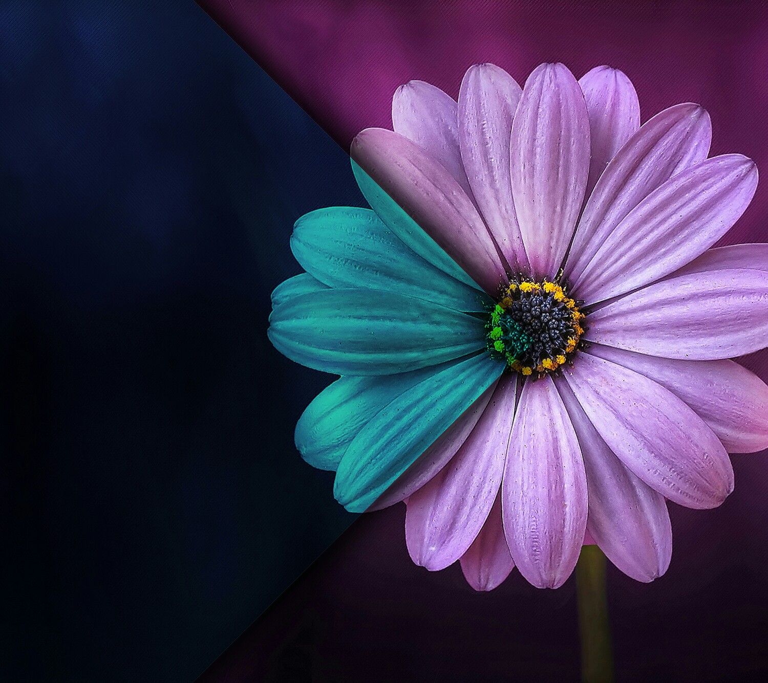 Cute Girly Daisy Flower Wallpapers Pin by Marko Rafaelle on Wallpaper | Flower wallpaper, Daisy wallpaper