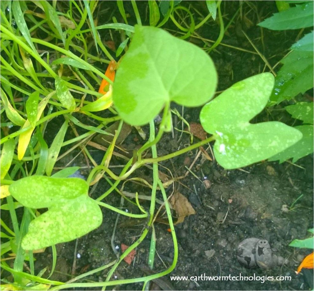 morning glories seedlings morning glories seedlings
