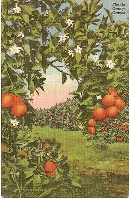 THE EPIC: A Reverie Of Old Florida Old Florida Decor, Florida Art, Florida Style, Vintage Florida, Florida Travel, Visit Florida, Florida Living, Florida Citrus, Florida Oranges