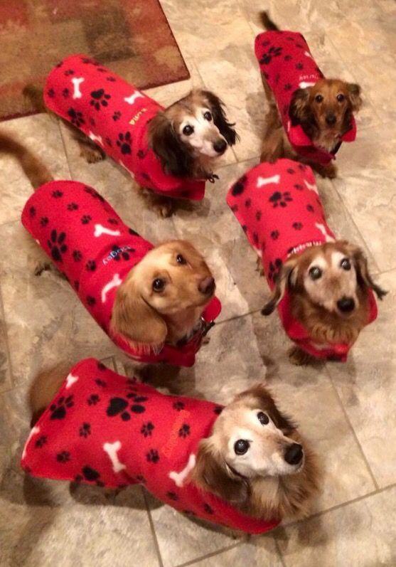 6954f67de91f98f56f0f34e51d1eb028 Jpg 557 797 Pixels Dachshund