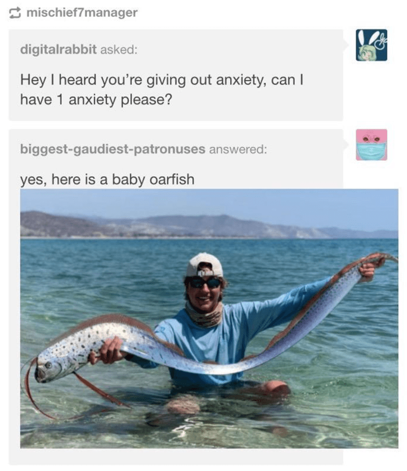 Tumblr Thread On Baby Oarfish Escalates Quickly In Really Funny
