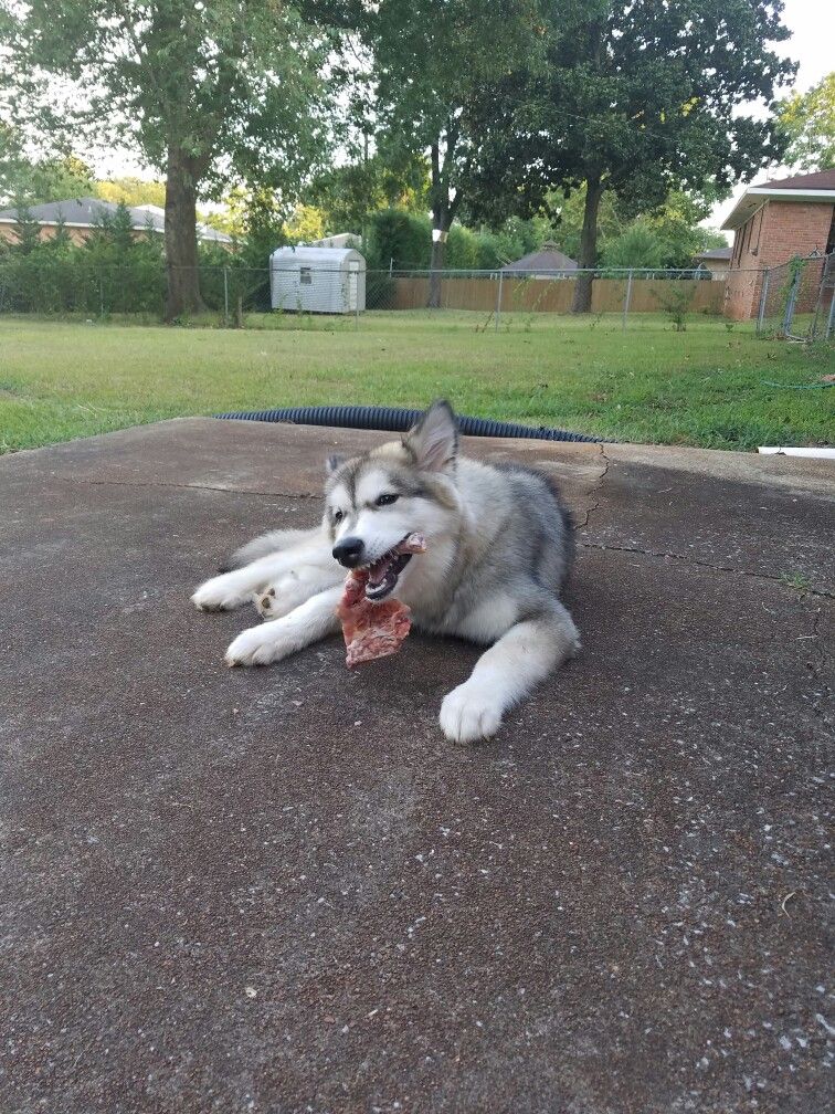 Raw Meat Diets Are Essential For Malamutes They Have A Low