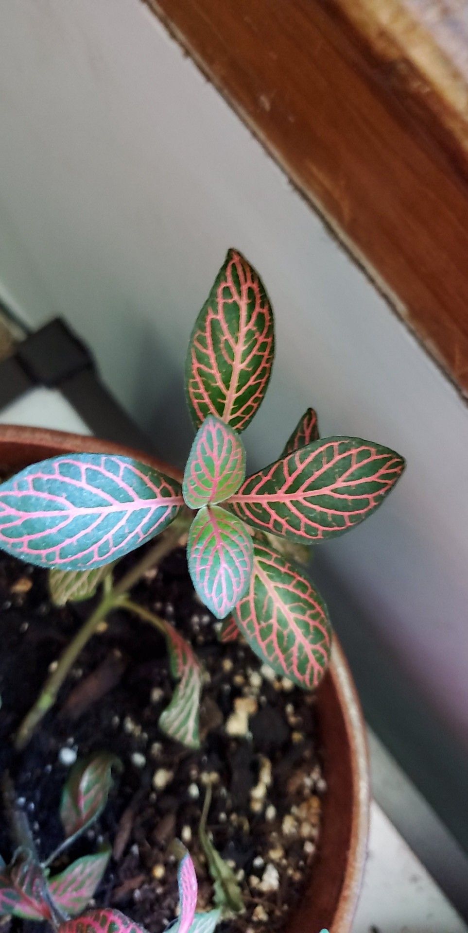 Why is my nerve plant crispy
