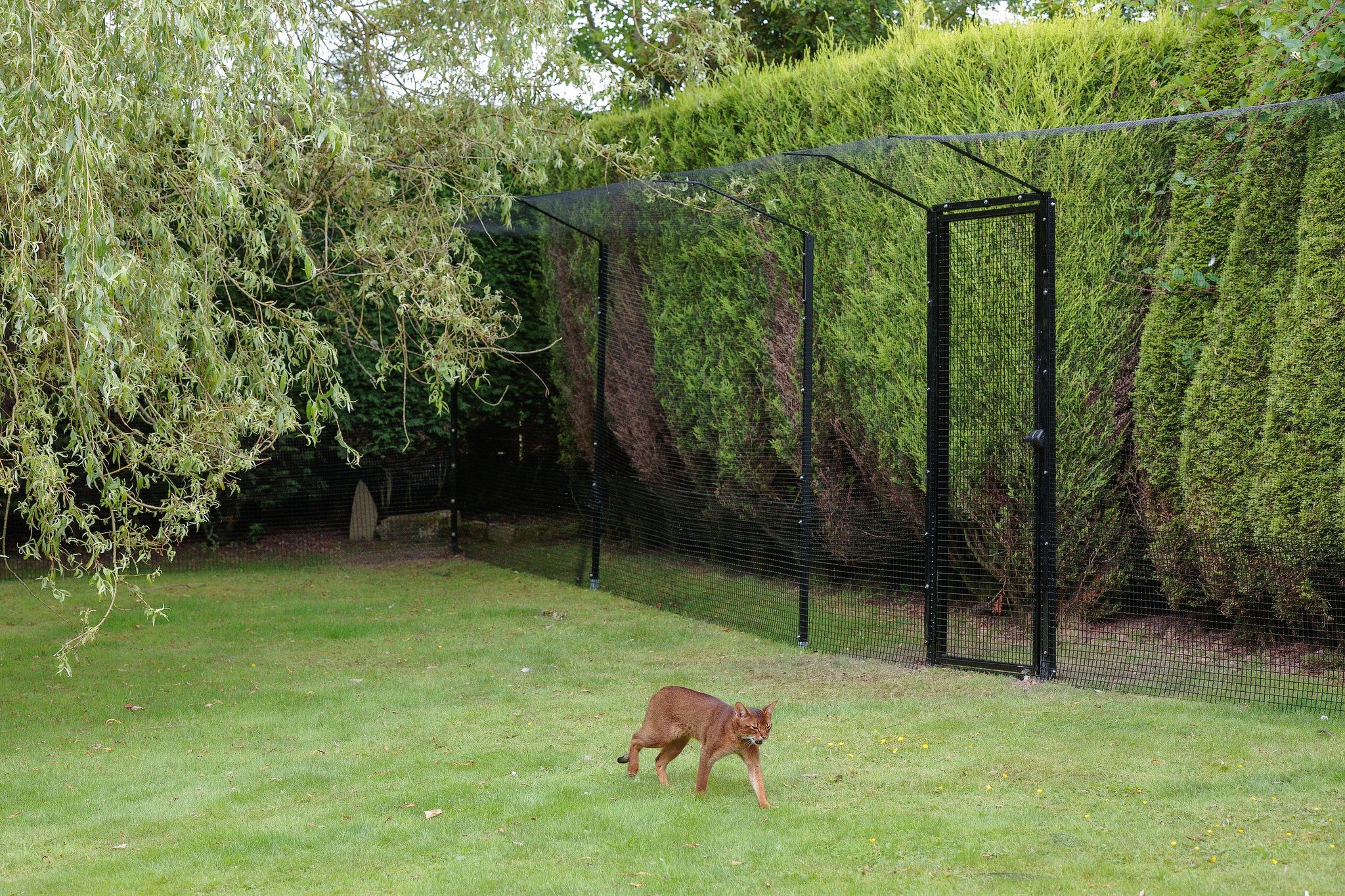 ProtectaPet Ltd s Photos Garden Cat Run Cat Mesh Enclosure Diy Cat protectapet-ltd-s-photos-garden-cat-run-cat-mesh-enclosure-diy-cat