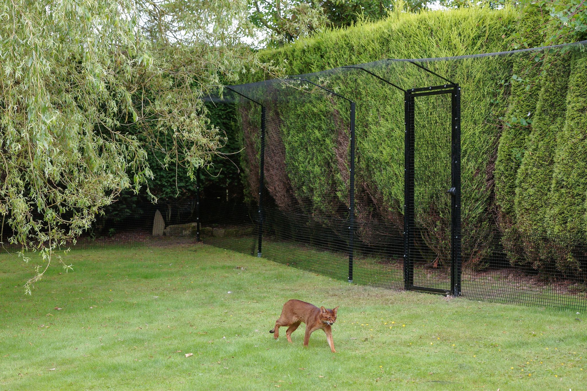 Protectapet Ltds Photos Garden Cat Run Cat Mesh Enclosure Diy Cat