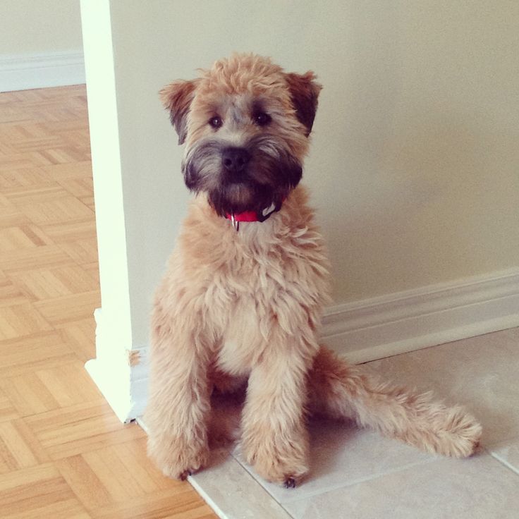 Soft Coated Wheaten Terrier Haircut Photos Diesel Soft | soft coated wheaten terrier haircut photos soft coated Soft Coated Wheaten Terrier Haircut Photos Diesel Soft | soft coated wheaten terrier haircut photos soft coated