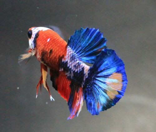 Thai Betta Live Fight Fish Red KOI Aqua Pet Home Office