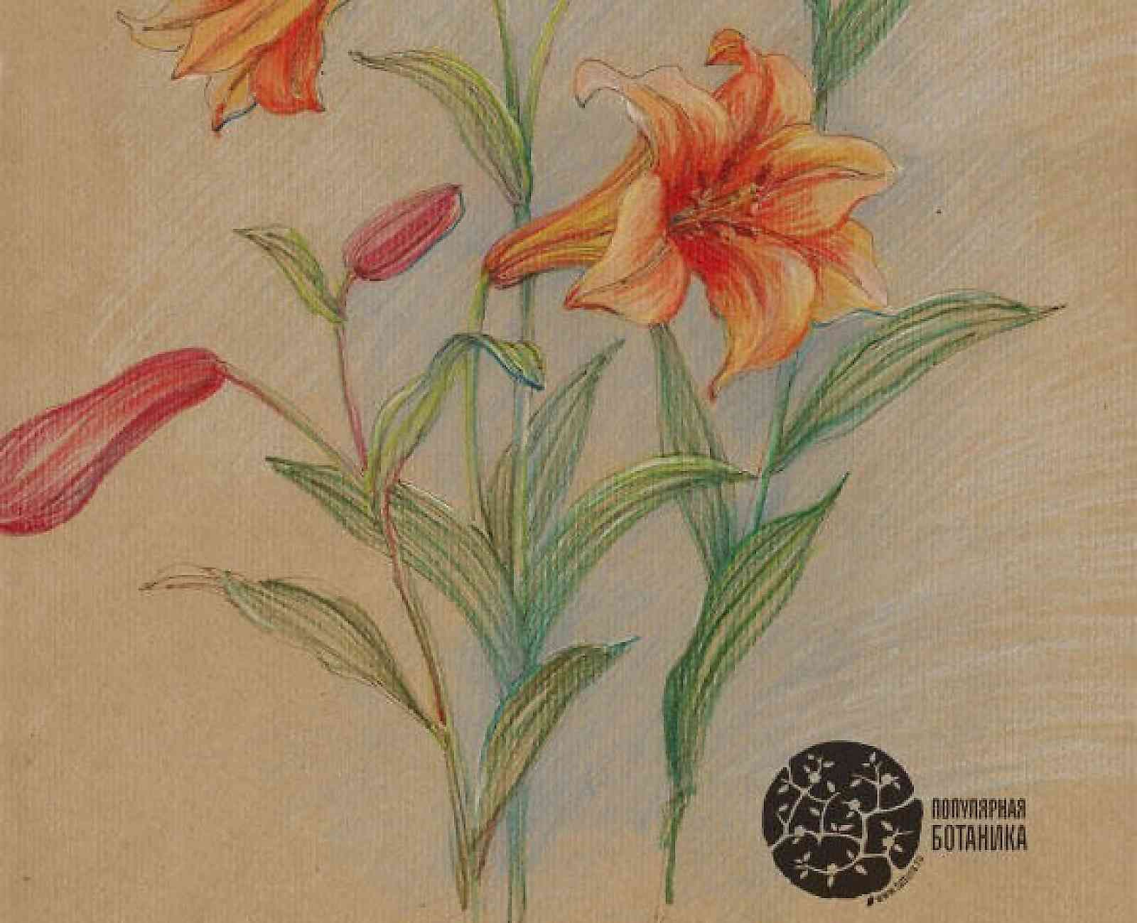 Лилия рисунок цветными карандашами