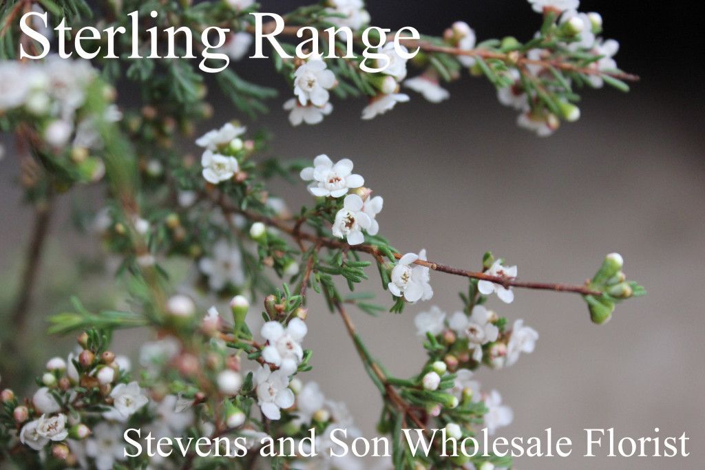 Sterling Range Photo Credit Allison Linder Wholesale florist