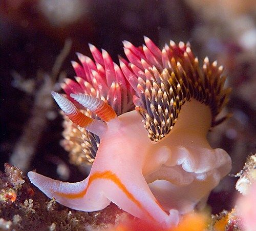 Pin By Kali Workman On Underwater Inspiration Sea Slug Beautiful Sea pin-by-kali-workman-on-underwater-inspiration-sea-slug-beautiful-sea