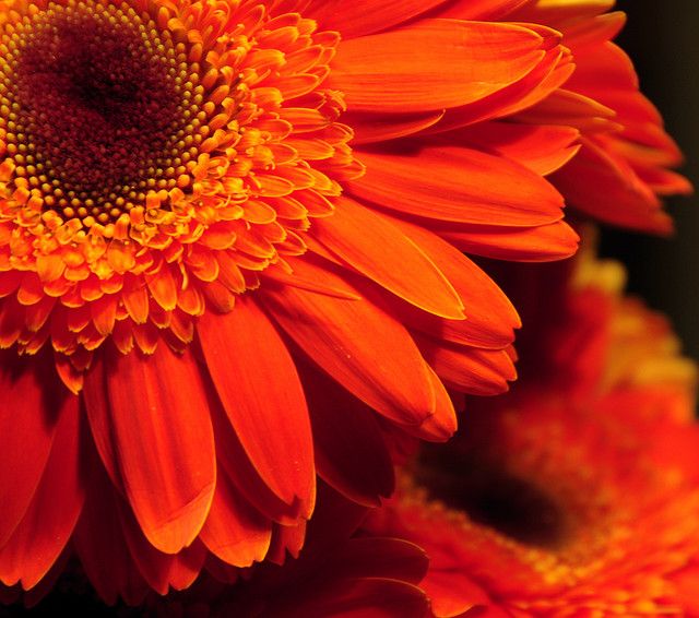 The Meaning Behind Popular Valentine S Day Flowers Flower Meanings Gerbera Daisy Gerbera