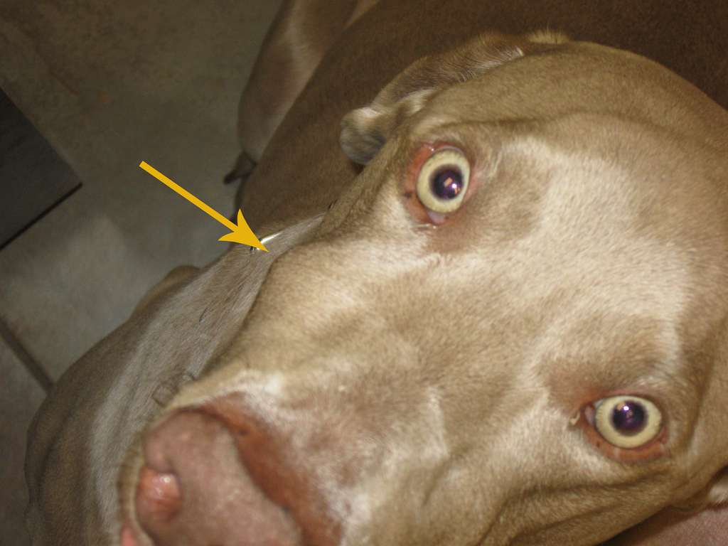 Dentals Addenum Blogs From A Mewnruffdoc Abcessed Tooth Fur Babies Dentals Addenum Blogs From A Mewnruffdoc Abcessed Tooth Fur Babies