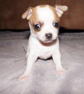 Puppies For Sale Minnesota Chihuahua Breeders Puppies For Sale