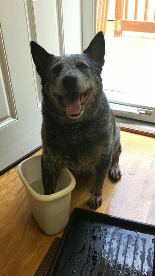 dog epsom salt soak dog epsom salt soak