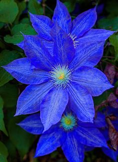 Blue Clematis - Another beautiful blue flower for summertime gardens - makes it feel cooler just being around them! Exotic Flowers, Amazing Flowers, Pretty Flowers, Colorful Flowers, White Flowers, Spring Flowers, Tropical Flowers, Yellow Roses, Purple Flowers