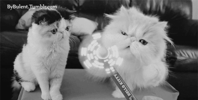 Stock Quote Cat Funny Gif 60 Funny Cat GifsFunny GifsCat Beauteous Cat Stock Quote Stock Quote Cat Funny Gif 60 Funny Cat GifsFunny GifsCat Beauteous Cat Stock Quote