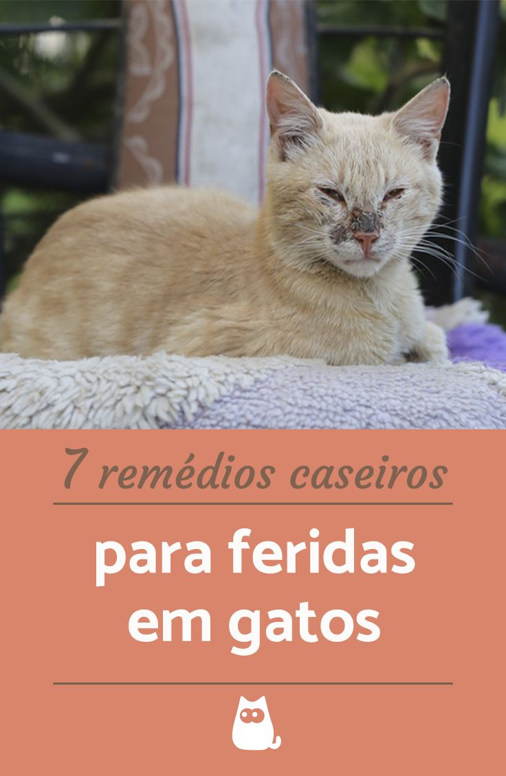 Remédio caseiro para ferida de gato | Gatos, Gatos de estimação e Remédio Caseiro Para Acalmar Gato No Cio