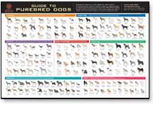 Akc Guide To Purebred Dogs Poster Goldenacresdogs Akc Guide To Purebred Dogs Poster