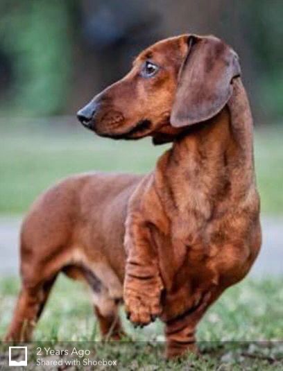 Pin By Magda Slone On Darling Doxies Dachshund Dog Dachshund