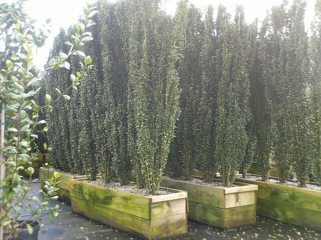 Holly Hedge Google Search Outdoor Es Pinterest Front Sky Pencil Holly Hedge Google Search