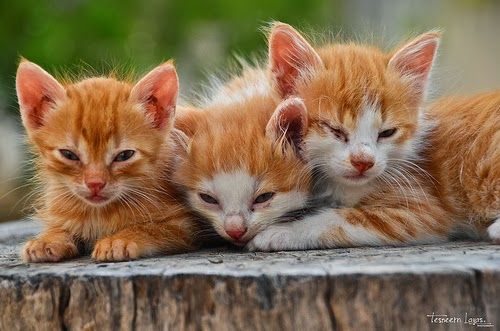 Paws For Reaction: CAT FACT! | Cat facts, Cats, Baby animals Paws For Reaction: CAT FACT! | Cat facts, Cats, Baby animals