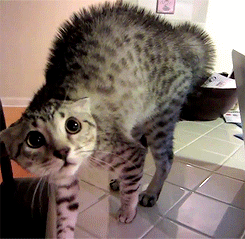 Gif Animaux Drôles (251)
