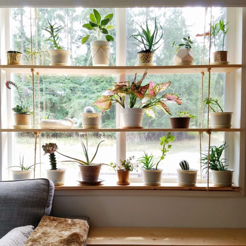 plant shelf in front of window plant shelf in front of window