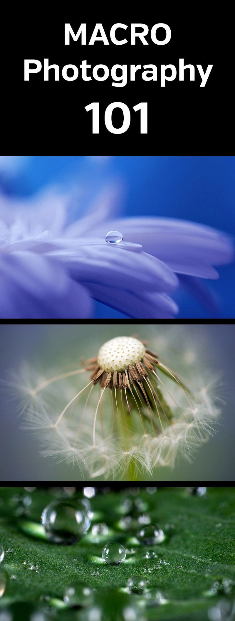 Macro Photography 101. Intro to macro photography and how to get amazing close u...