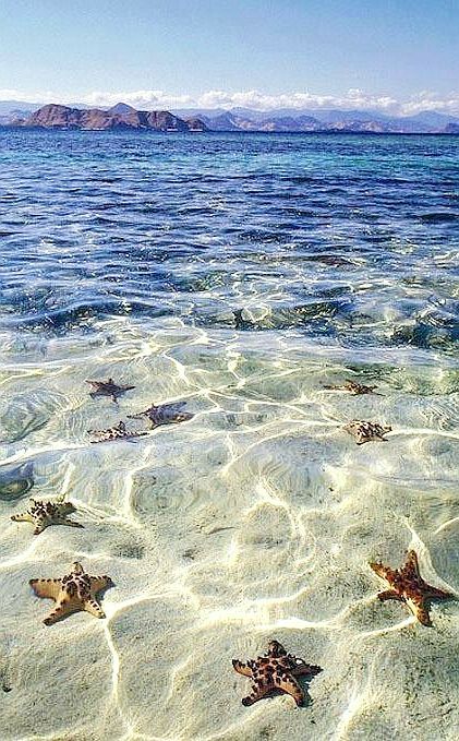 Starfish Beach Grand Cayman Wander Pinterest Ocean Starfish Beach Grand Cayman