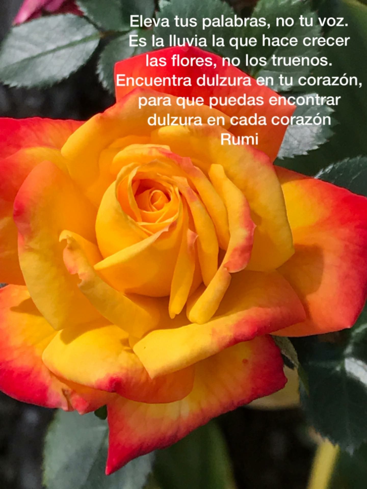Pin de Elsie Araya en Frases | Frases de rumi, Frases de sabiduria