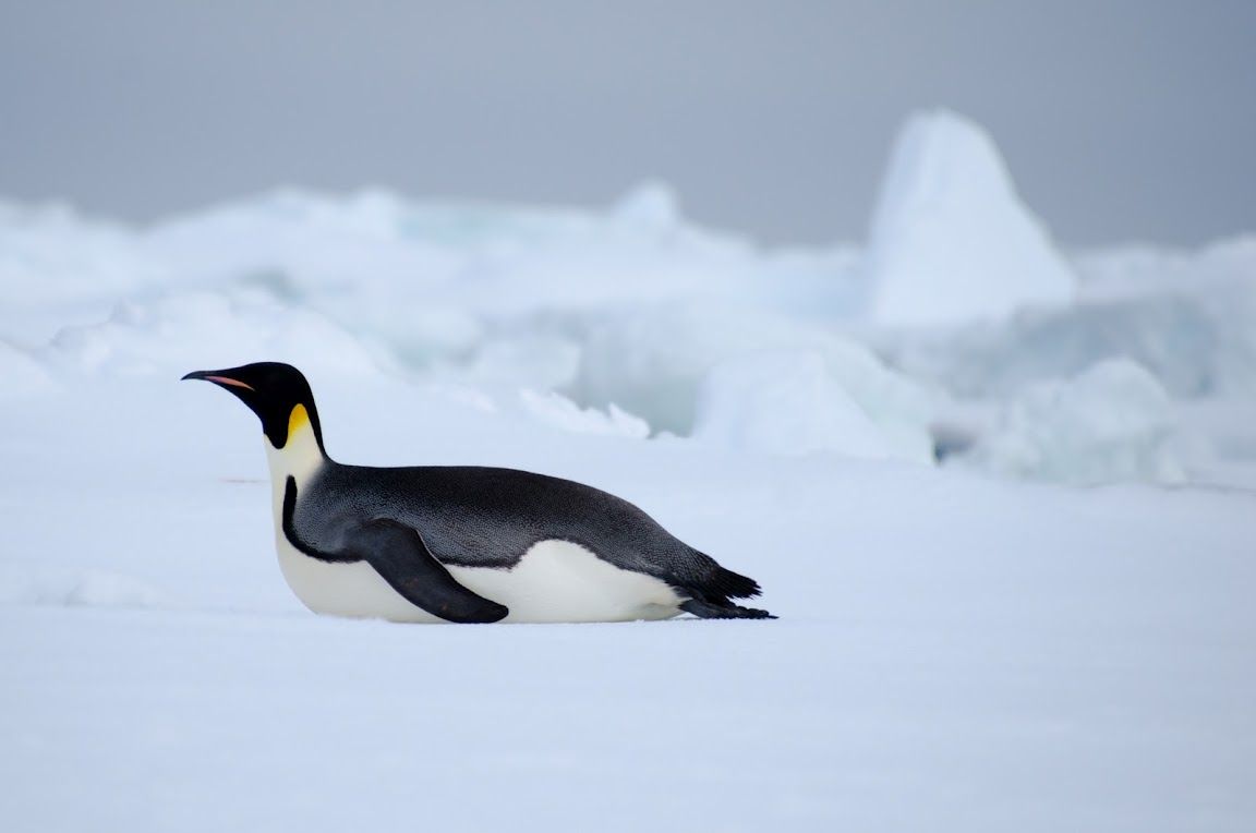 Emperor Penguins Move Faster Laying Down Than Standing Up And Walking. | Emperor Penguin, Animals, Penguins Emperor Penguins Move Faster Laying Down Than Standing Up And Walking. | Emperor Penguin, Animals, Penguins