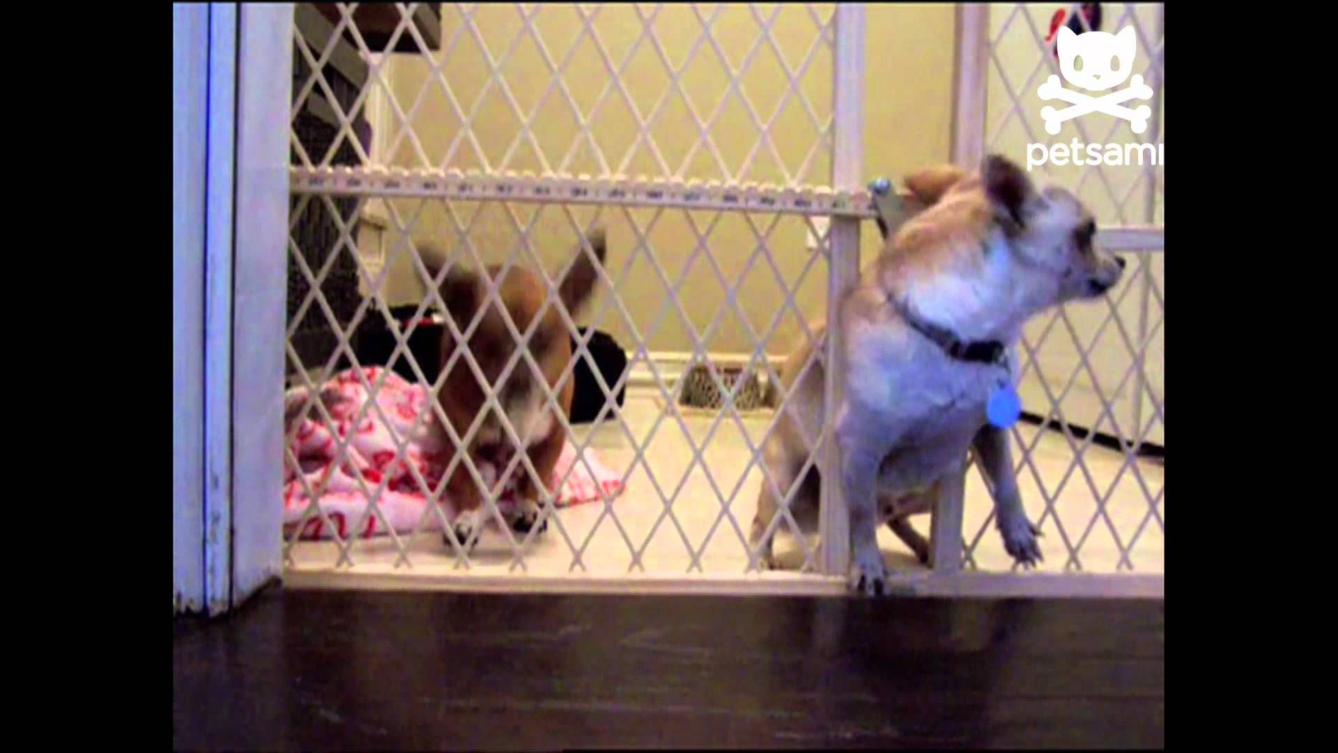 Puppy Tries A Daring Escape