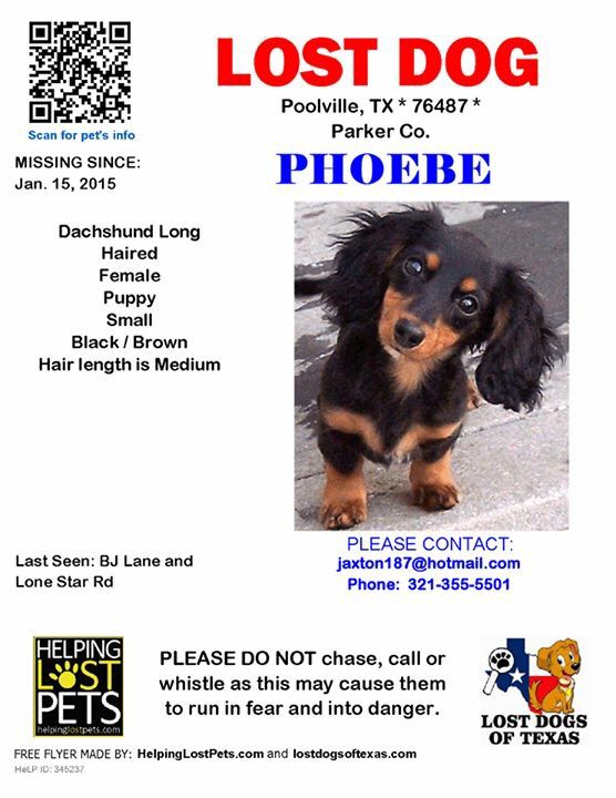 Lostdog Tx Losing A Dog Small Puppies
