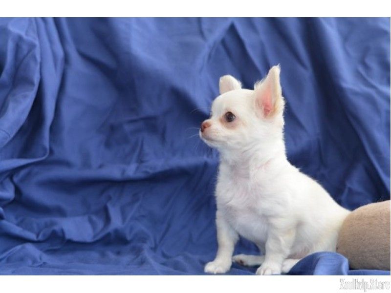 Chihuahua Dallas Miniature Puppies 22 Chihuahua Dallas