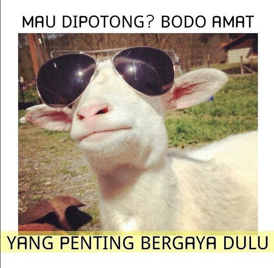 Meme Kocak Curhatan Kambing Jelang Hari Eksekusi