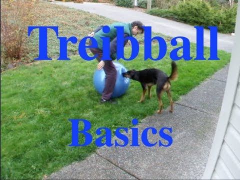 15 Free Top Quality Dog Training Videos Selected By Pippa