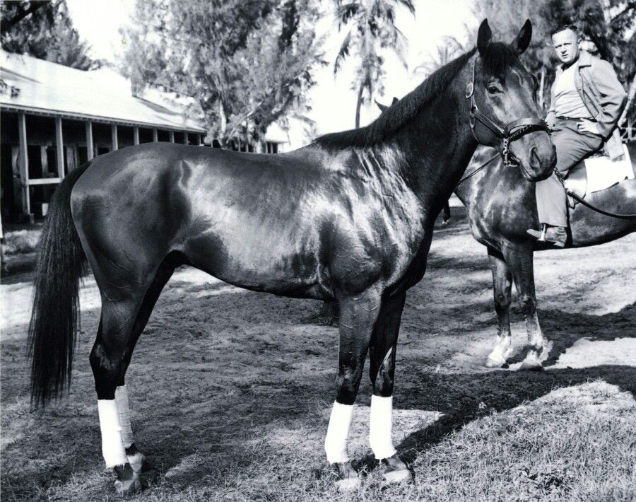Citation Horses Thoroughbred Horse Racing Horse Racing