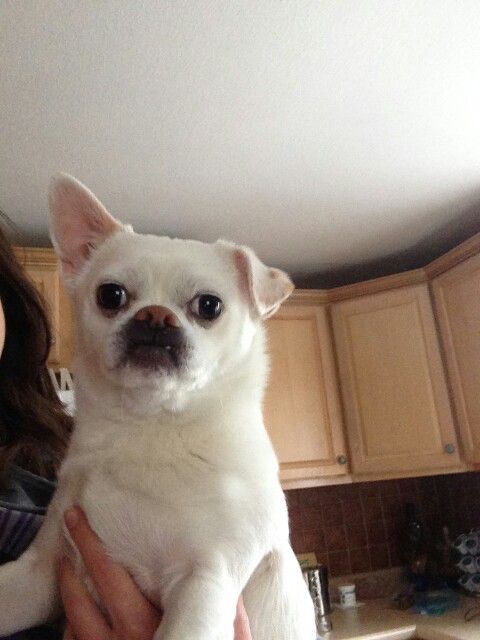 Adopt Tobey 3 Yr Japanese Chin Chihuahua Mix Email