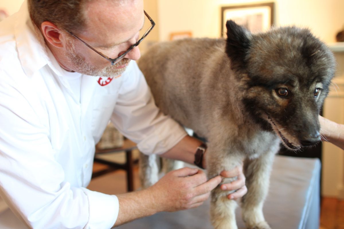 veterinarian