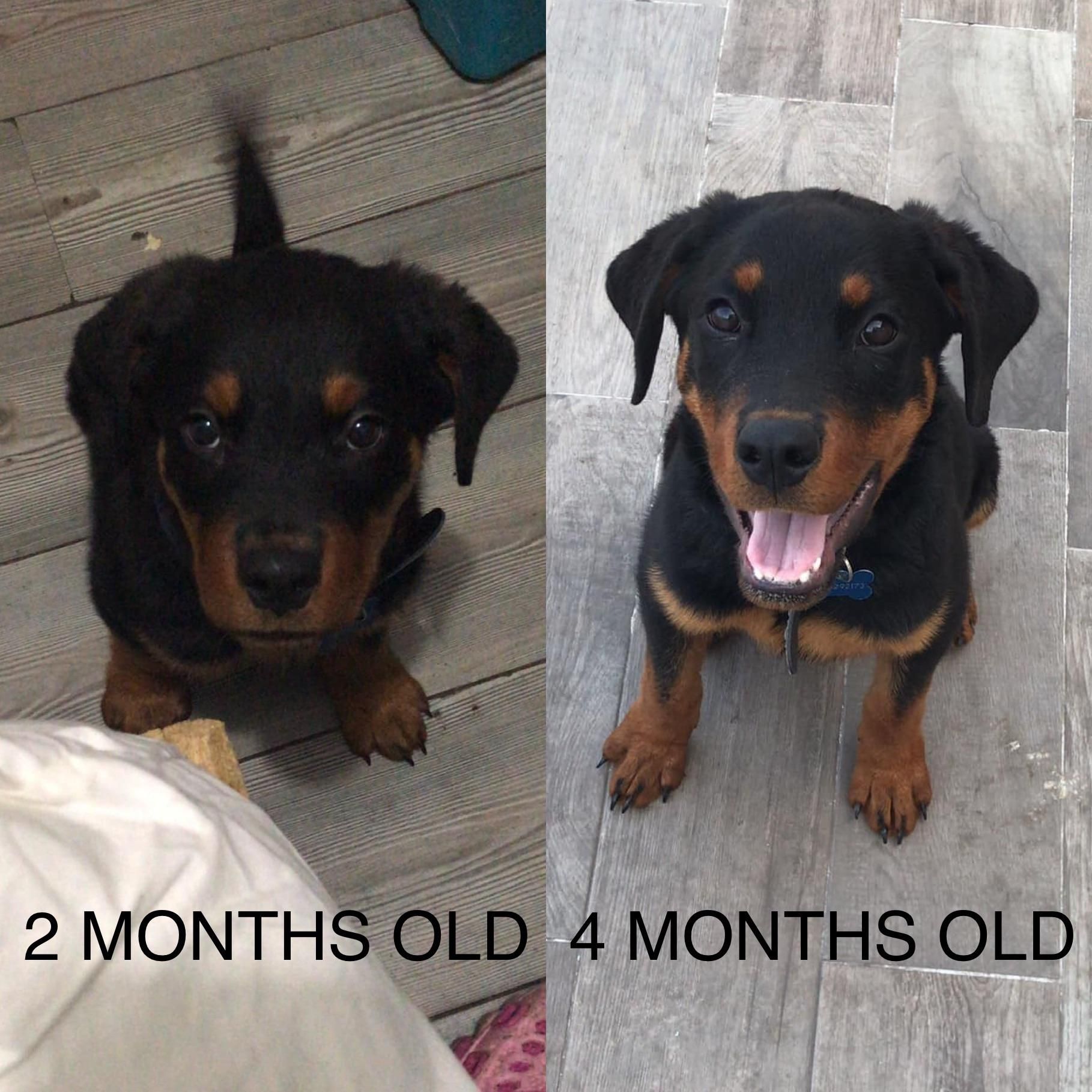 Rottweiler Mix Breeds Rottweiler Mix Rottweiler Mixed Breed